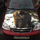 Illustration for article titled Photos I took of cars when I was in Russia